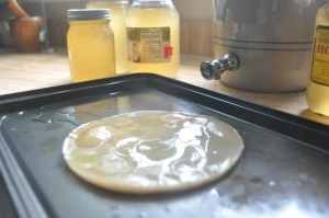 This is my mother SCOBY. I "retired" it today (I fed it to the chickens) and I started with a new, baby SCOBY.