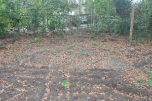 This is spaghetti squash coming up from seed in the pig scraps  