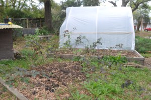 Blackberries and blueberries